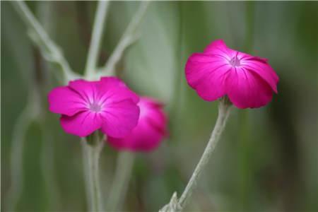 烟色醉人阮烟沈煦川最新章节全文免费阅读